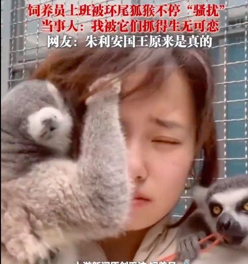 飼養(yǎng)員上班被環(huán)尾狐猴不停騷擾 網(wǎng)友：朱利安國王原來是真的