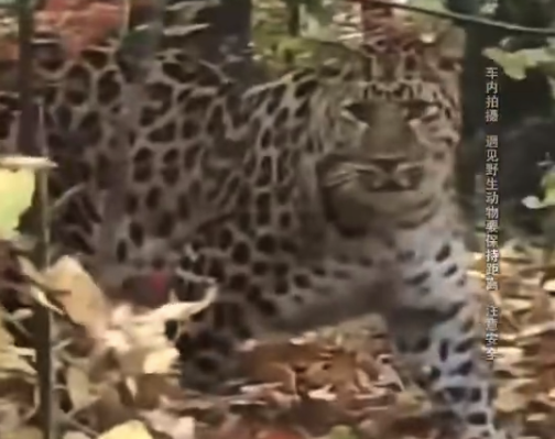男子山路近距离偶遇东北豹 野生动物安全引关注