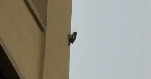 女子崩溃投诉装修噪音扰民 竟是啄木鸟“作案”