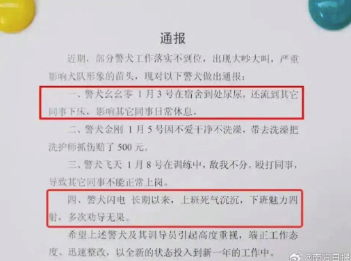 警犬演我上班状态：上班死气沉沉，下班魅力四射
