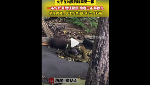 女子在公园目睹蛇缠松鼠 紧急提醒：夏季蛇类活跃，切勿走野路