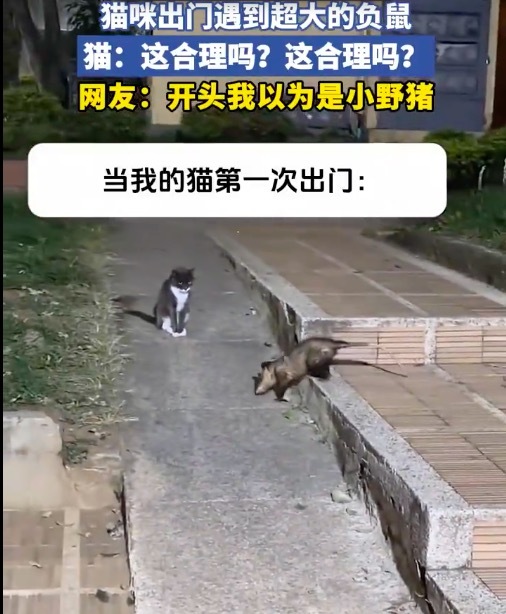 猫咪首次出门时遇到负鼠 当场原地愣住