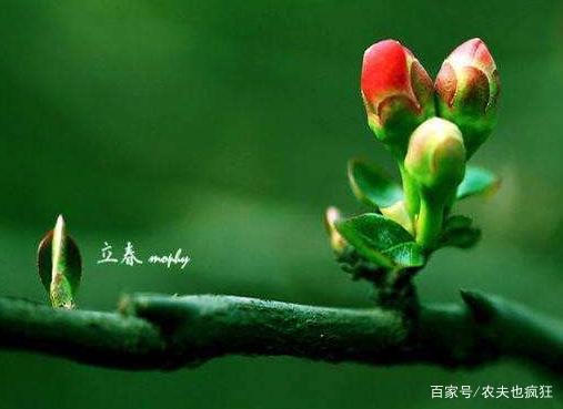 立春的到来意味着什么?立春代表的寓意是什么呢