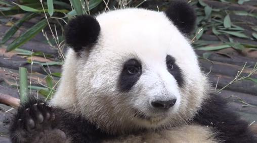 大熊猫和花周边销量飙升 果赖火出圈被保安“吐槽”爱太多