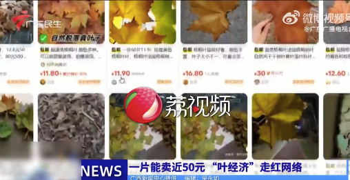 这届年轻人开始沉迷囤树叶 二手平台一片树叶卖到近50元