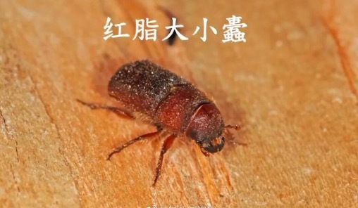 内蒙古锡盟发现有毒外来入侵物种