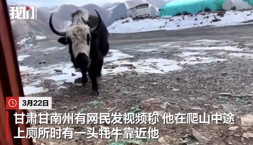 游客称爬山如厕时偶遇牦牛：厕所门损坏无法关闭 看着耗牛慢慢靠近