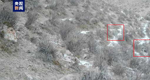 青海烏蘭紅外相機捕捉到雪豹棲息畫面