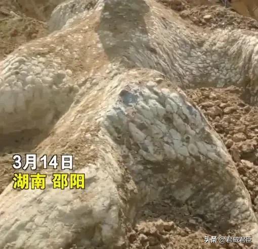 邵阳发现“龙化石”引围观 地下是否有“巨龙”？    