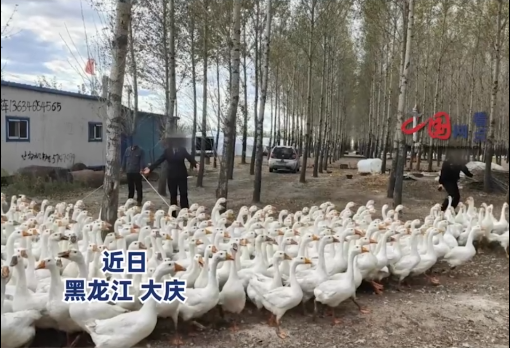 男子申请强执12万获赔1600只鹅