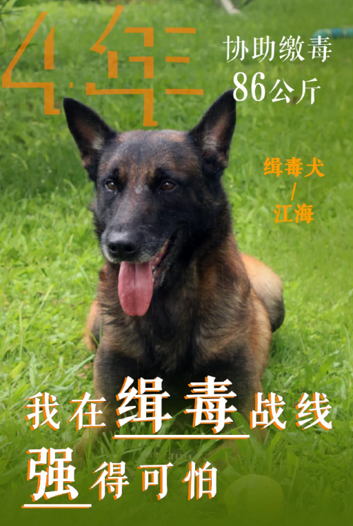 不打码的缉毒战士战绩可查 汪汪队立大功！