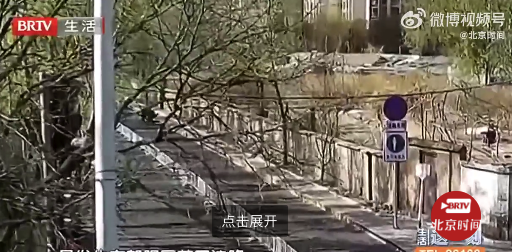 骑车被大树砸死未戴头盔担2成责任 该案敲响绿植养护与骑行安全警钟