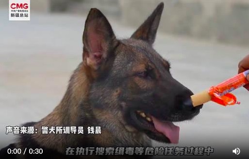 警犬口水都拉丝了愣是一口没吃 为“汪汪队”点赞！