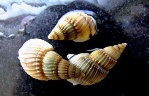 别吃!这种东西寄生虫多达6000条!近期正大量出现 严重可致死