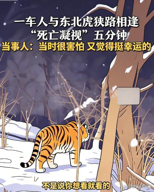 女子近距离感受东北虎“死亡凝视” 雪夜惊魂5分钟
