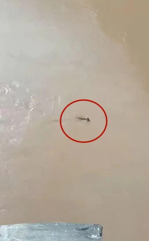 虎跳峡景区出现不明生物？当地回应 实为国家二级保护动物麝子