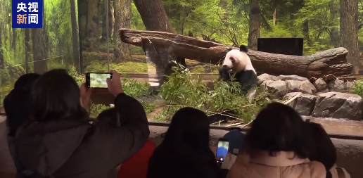 日本民众含泪与大熊猫再见 晓晓蕾蕾门外围满日本游客