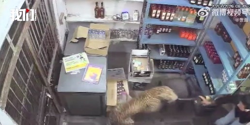 惊魂瞬间:印度豹子冲进酒铺扑咬2店员
