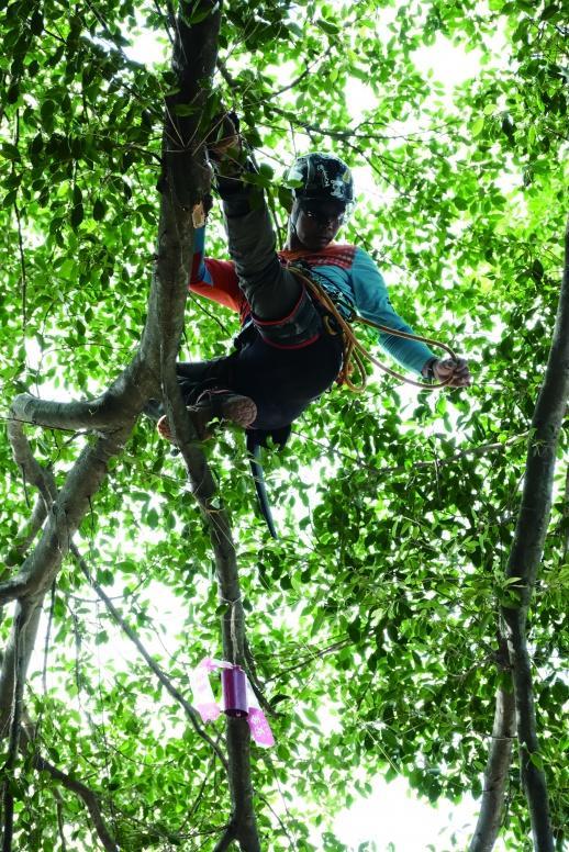 “80后”上班族爬树成全国冠军 白天敲键盘周末攀大树