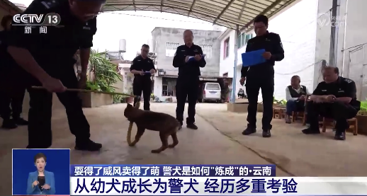 小警犬刚到警局就被全体同事围观了 汪汪队是如何炼成的?