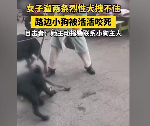 两只烈性犬扑咬小狗 女主人拉不住