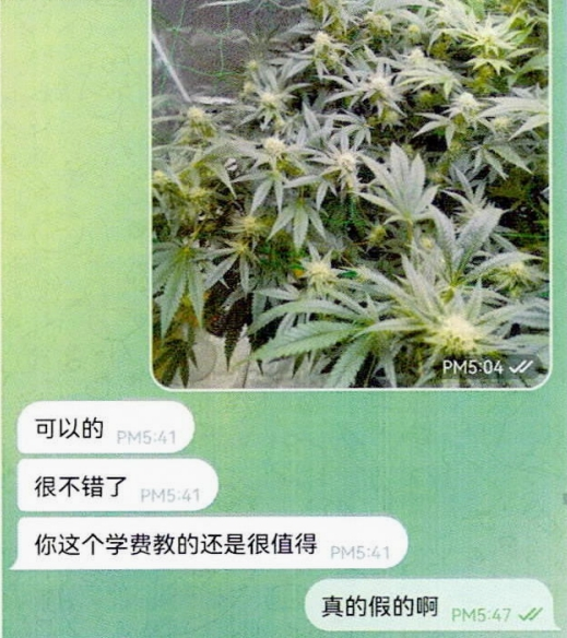 植物爱好者在线开课教人种大麻获刑 法律边界与科普反思