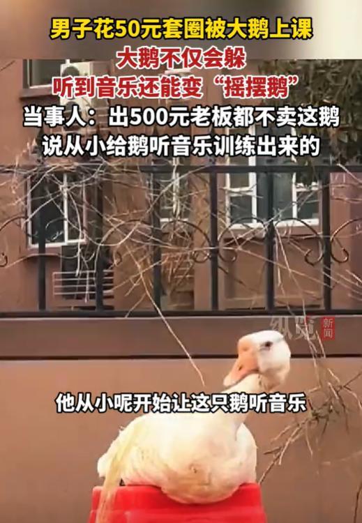 男子花50元想套大鹅被“上课” 音乐训练的大鹅不卖