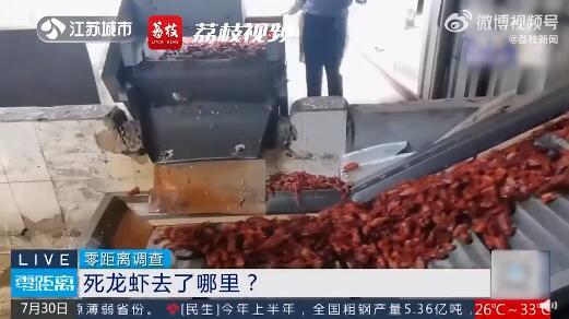 成吨死龙虾疑似被做成虾尾出售 最多1天加工5吨死龙虾