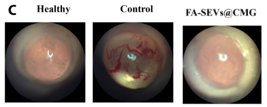 猪精液制成的眼药水可治疗眼肿瘤 创新疗法引发关注