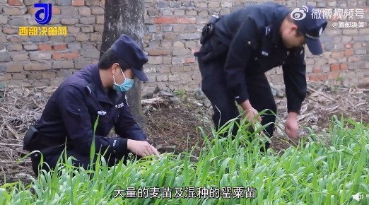 图啥啊？男子为尝鲜荒院内种250株罂粟苗