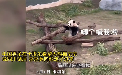 男子卡塔尔看望熊猫京京：喊四川话京京竟听懂了