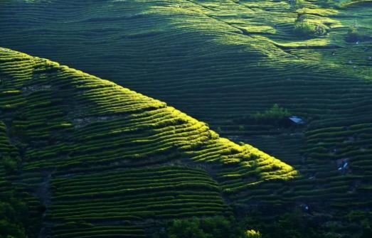 玉茗茶骨 一部剧带火一座城