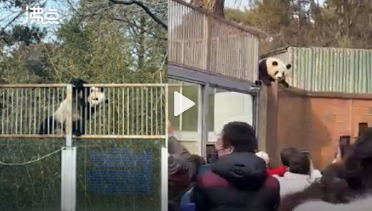 国宝不发威当我是猫 北京动物园一大熊猫翻墙越狱