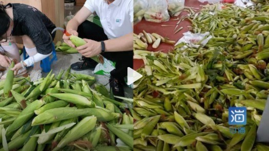 再也不想吃玉米！女生旅游公司实习每天剥百斤玉米