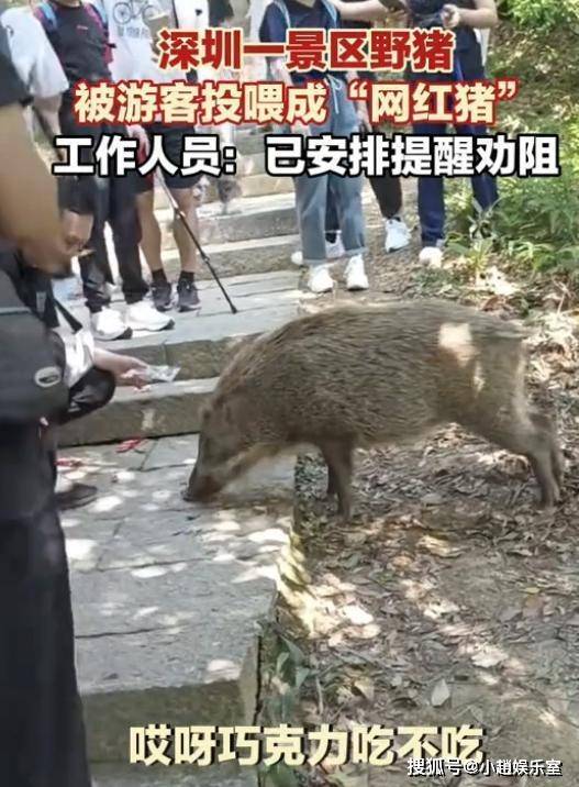 梧桐山野猪频出讨食 引发网友热议提醒勿投喂