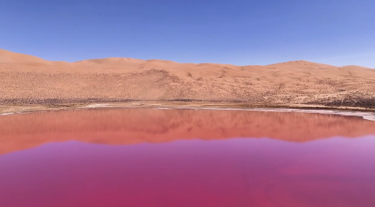 珊瑚粉色鹽湖一眼驚艷,！內(nèi)蒙古沙漠鹽湖冒粉紅泡泡