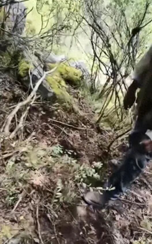 男子捡菌子身亡女婿称现场听到熊叫