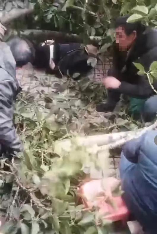 路邊黃桷樹突然傾倒砸中人群 多人受傷引發(fā)關(guān)注