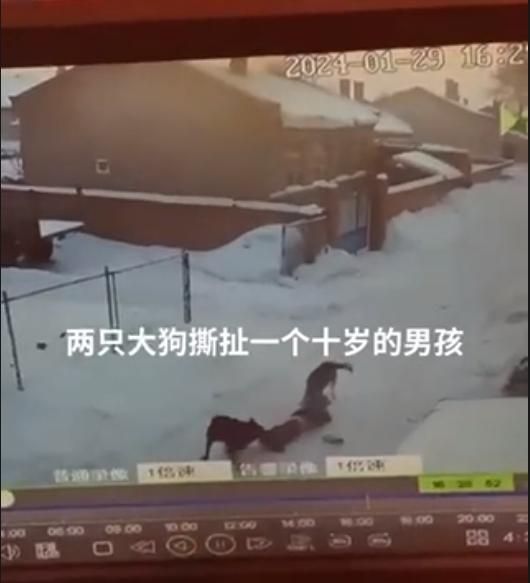 人大代表：必须提高养狗人的失责处罚力度，将犬只伤人的刑事责任写入刑法修正案