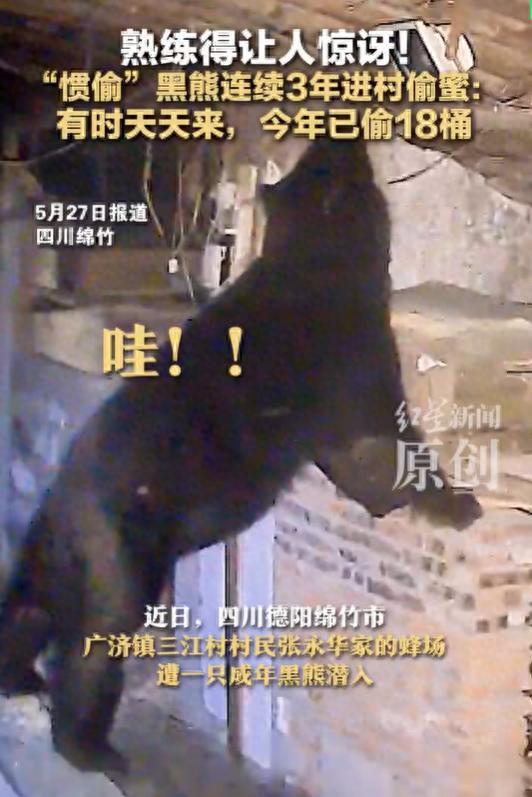 熟練得讓人驚訝,！黑熊連續(xù)3年偷蜜今年已偷18桶