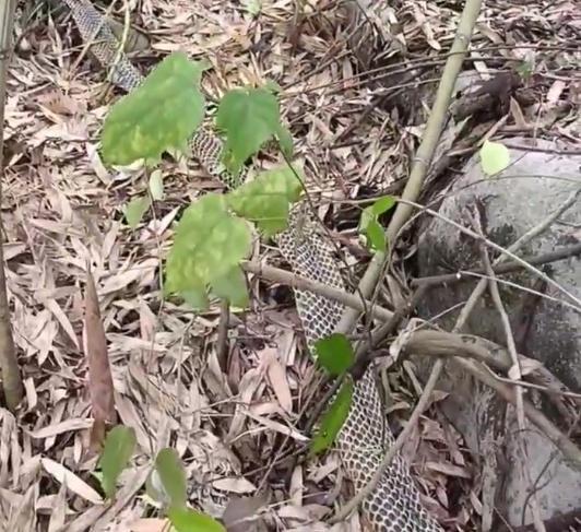 村民回应上山捡到3米多长蛇皮 巨型眼镜王蛇引发关注