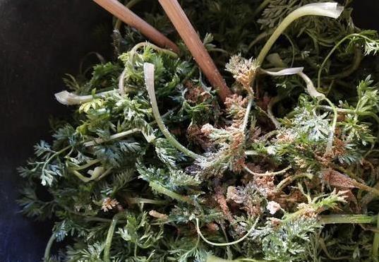 眼睛干涩吃这菜，蒸8分钟清爽上桌，护眼又省钱你试过没？