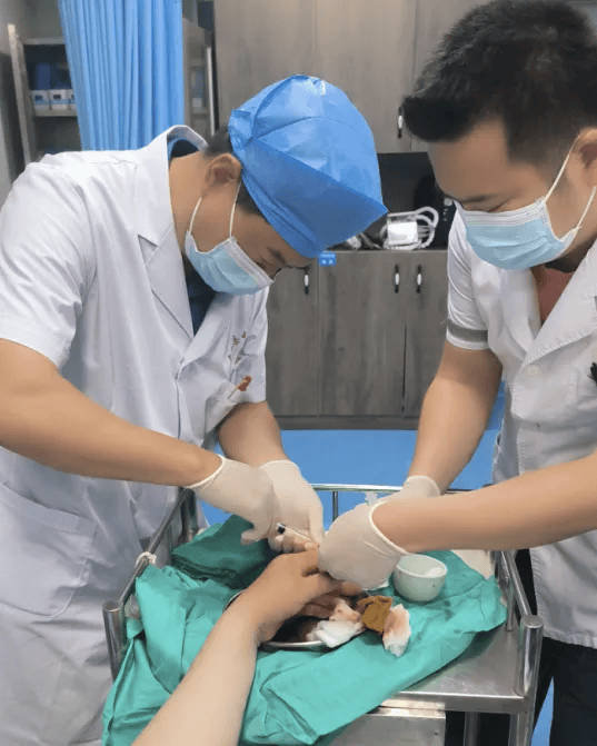 廣西一男子在家中遭眼鏡蛇突襲 緊急救治轉(zhuǎn)危為安
