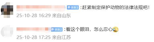当地回应动物血库抽流浪猫血盈利 灰色产业引关注
