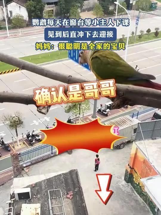 小鹦鹉见小主人放学飞冲下楼迎接 每天准时等小主人回家