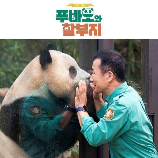 韩国旅行社猛推中国熊猫游套餐 “福宝”效应持续发酵