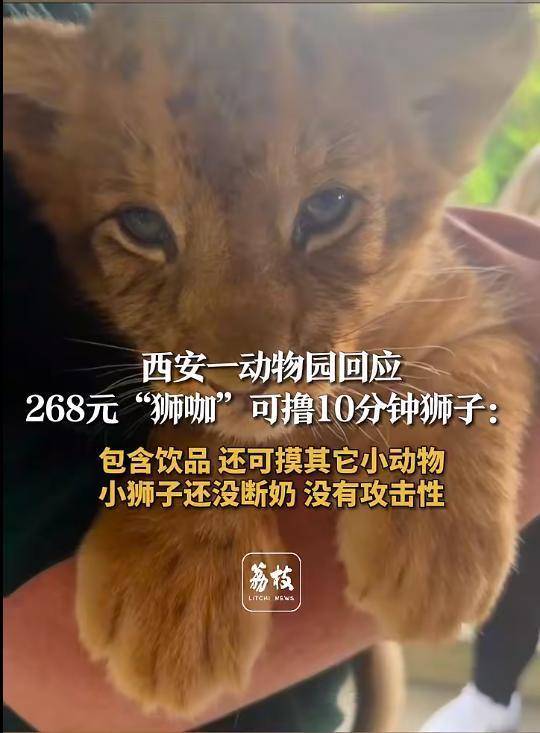 動物園回應(yīng)268元可抱擼小獅子 含多種互動體驗(yàn)