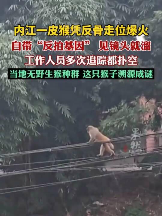 四川一猴子“跨區(qū)漫游”走紅