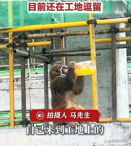 野猴坐工地狂喝饮料 工人一脸无奈 和谐共处引思考