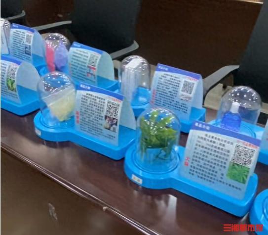 花盆里種大麻 男子獲刑10個月，多次犯事的他又栽了